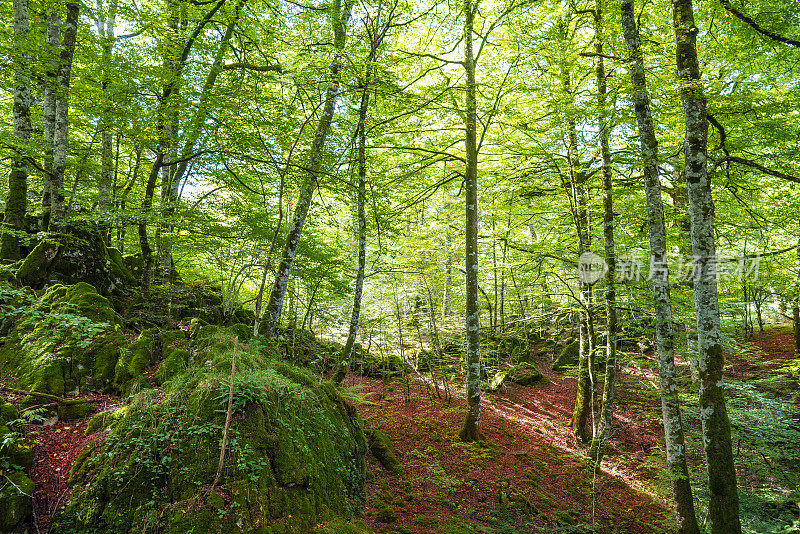 纳瓦拉比利牛斯山的Selva de Irati秋季山毛榉林